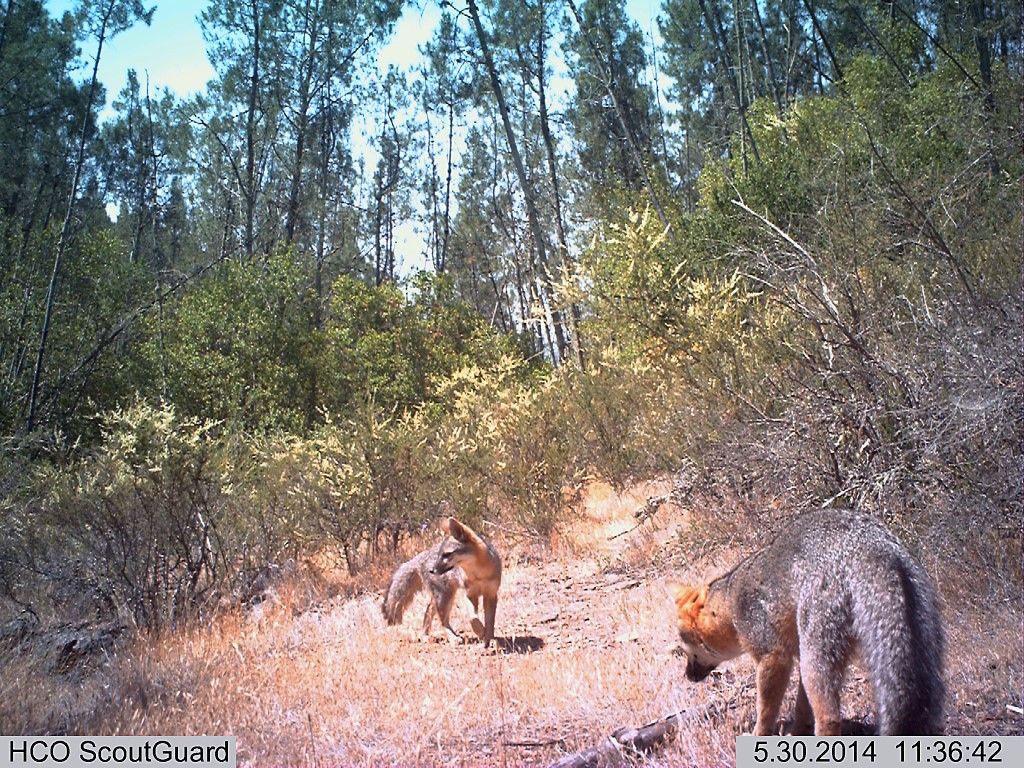 Gray fox adults near Glen Ellen, California Sonoma Land Trust
